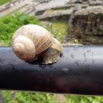 escargot