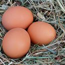 oeufs