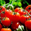 tomates